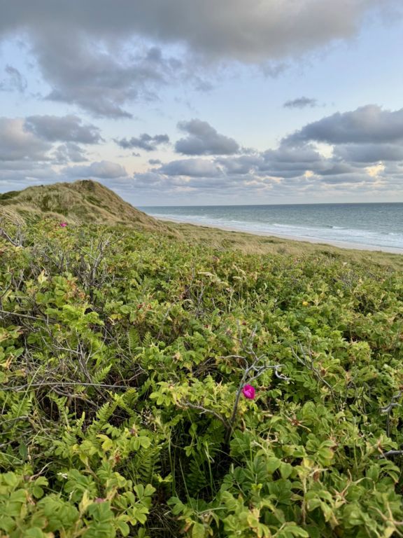Sylt